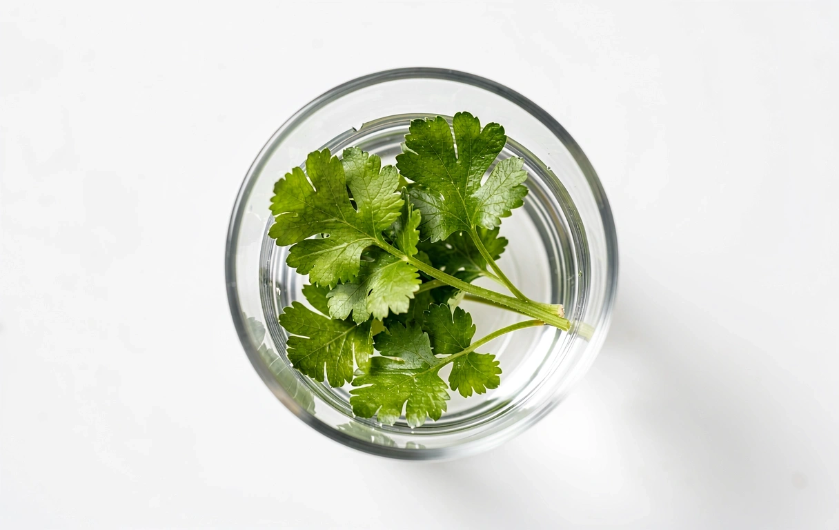 Fitonutrientes esenciales